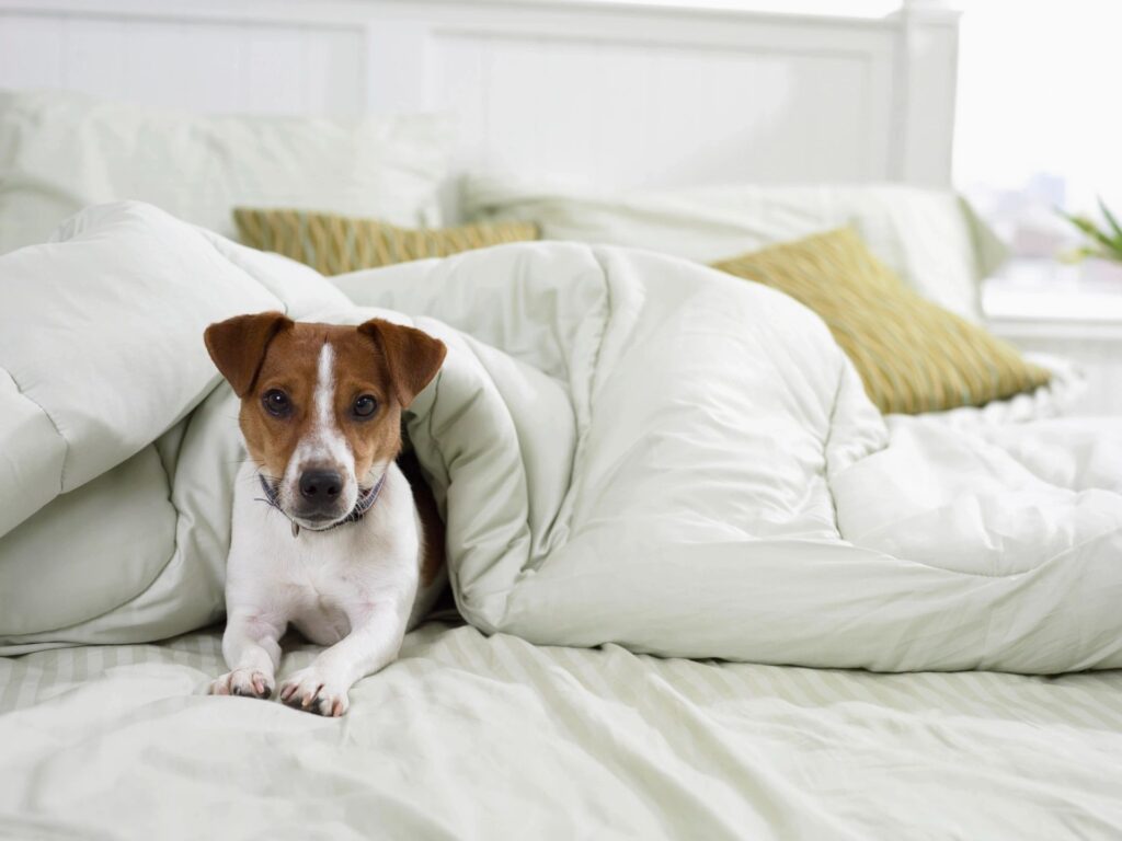 Dog siting on a bed that needs our mattress cleaning services